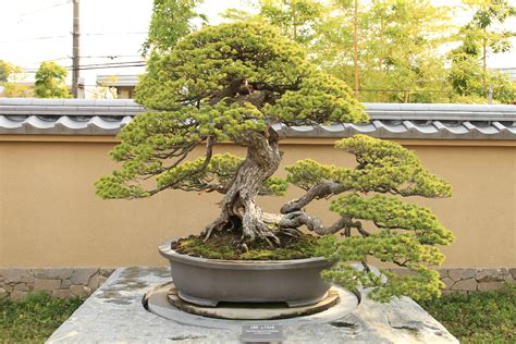 Here's how to ready your bonsai for a long winter's slumber: Bonsai Tree Guidelines to Grow It Properly