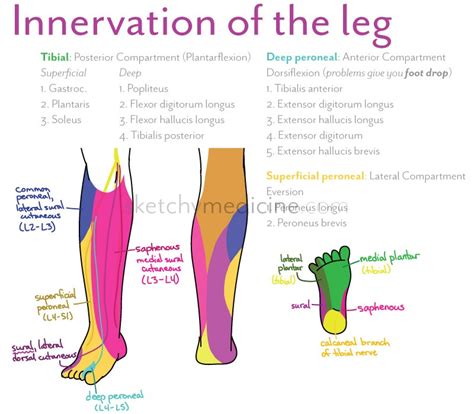 Nerve Muscle Innervation