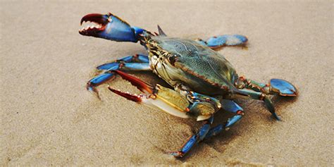 Blue Crab National Wildlife Federation