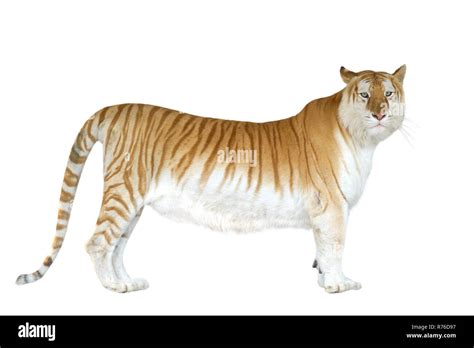 Golden Tabby Tiger Or Strawberry Tiger Stock Photo Alamy