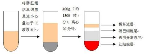 羟自由基清除能力试剂盒价格 化工仪器网