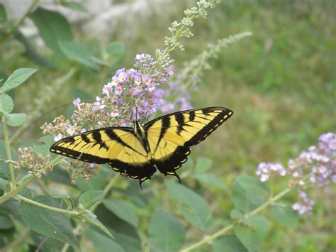 Tiger Swallowtail In A Butterfly Bush Birds And Blooms