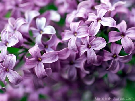 Color Therapy Lilac On Pinterest Lilac Flowers Purple Cupcakes And