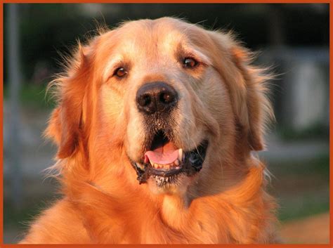 Golden Retriever Dog and puppies pictures
