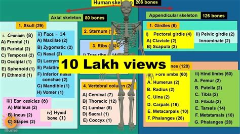 All 206 Bones In Human Skeleton Axial Skeleton Appendicular