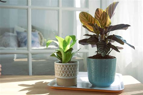 How To Care For Houseplants In The Winter