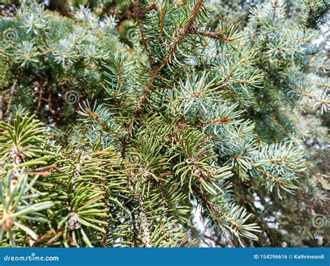 Close Up Silver Pine Tree In Spring Light Stock Photo Image Of