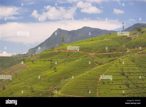 Tea Estates In The Tea Hills Near Nuwara Eliya Hill Country Sri