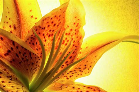 Yellow Stargazer Lily Photograph By Tammy Kelly Pixels