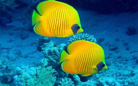 Tropical Fish Underwater Yellow Coral Reef Fish Hd