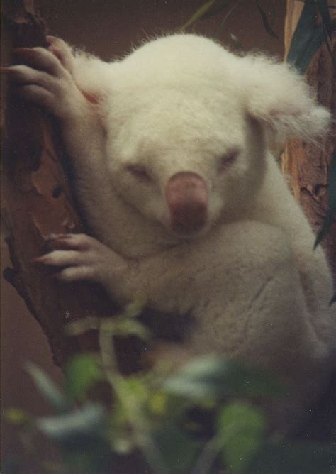 Just A Albino Koala Bear Koala Bear Koala Albino
