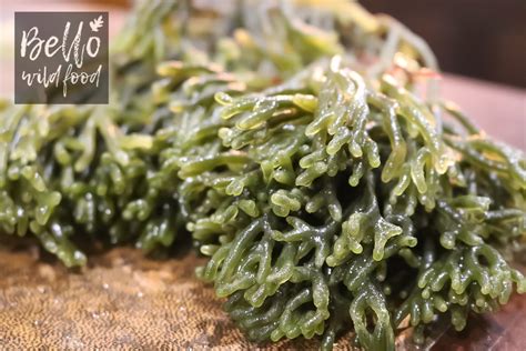‪codium Or Forkweed Is A Fantastic Edible Seaweed It Has Great Texture