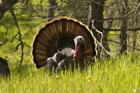 47 Free Wild Turkey Wallpapers Wallpapersafari