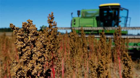 American Quinoa Farmers Growing In Numbers As Demand For Superfood