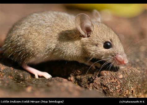 Little Indian Field Mouse Indus Baests Pinterest Indian Fields