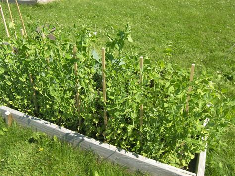 Growing Peas Super Sugar Snap Flowering 7 Weeks