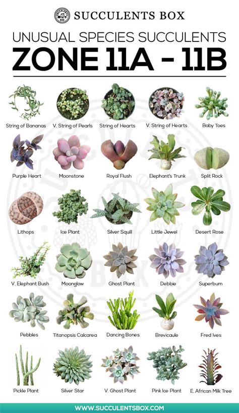 Succulents Types Types Of Succulent Plant