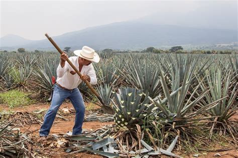 Types Of Tequila Guide To Their Differences And Making Process