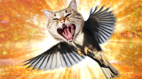 Info Terbaru Flying Cat