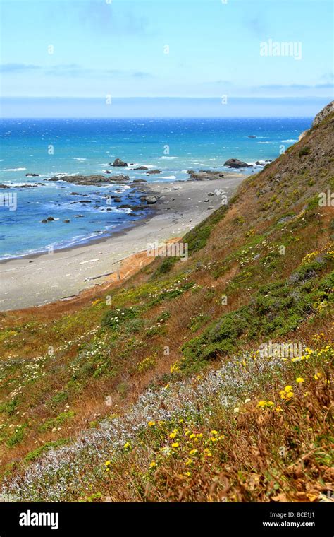 Wildflowers Bloom On The Hillside Overlooking The Pacific Ocean At