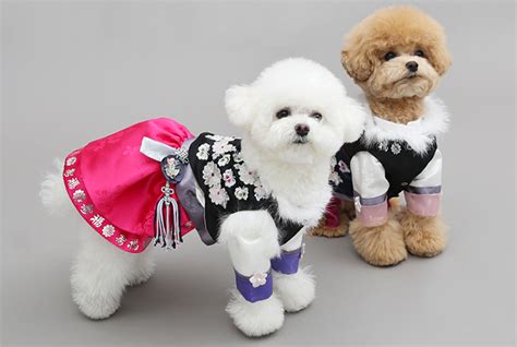 The Top Clothing Brands From Korea For Your Stylish Pet