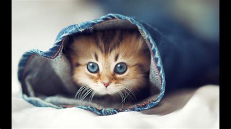 Inspirasi Terpopuler 41 Cute Cats