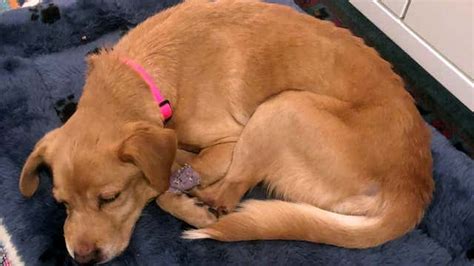 Dog Wanders Into Home During Storm Finds Forever Home Videos From