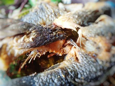 Bagi kalian yang ingin mengolah ikan kerapu, kalian bisa mengikuti resep berikut ini yakni ikan kerapu kuah asam. Resep Segala Masakan: Resep Ikan Mas Goreng | Resep ikan mas, Resep ikan, Resep