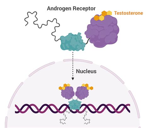 Cancer Drug Synergizes With Radiation Therapy In Treatment Resistant Prostate Cancer Genome