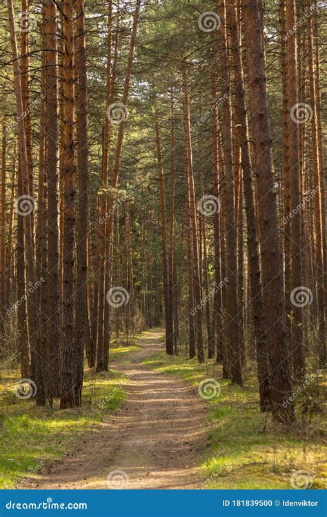 Forest Path In Sunlight Sun Beautiful Spring Summer Pine Trees Forest