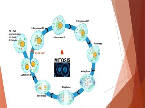 Ciclo Celular Mitosis Citocinesis Y Meiosis Mitosis Mitosis Images