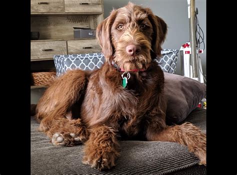 Subscribe to the get sacramento pets newsletter. View Ad: Labradoodle Puppy for Sale near California, ROCKLIN, USA. ADN-46595