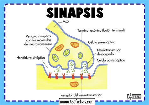 Como Se Produce La Sinapsis Abc Fichas Gambaran Vrogue Co