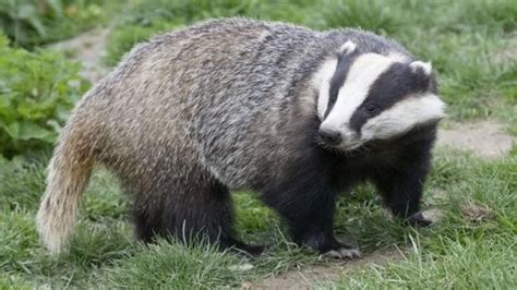 Badger Sett Entrances Blocked Illegally By Hunts Bbc News