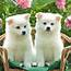 10 New Cute Baby Dogs Wallpaper FULL HD 1920×1080 For PC Desktop 2021