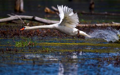 Wallpaper Birds Nature Reflection Wildlife Beak Swans Wing