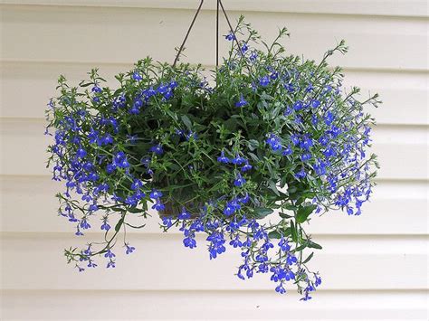 The deep neck of the flowers ensures that nectar seekers stay around long enough to pollinate them. 11 Best Flowers to Use in Hanging Baskets