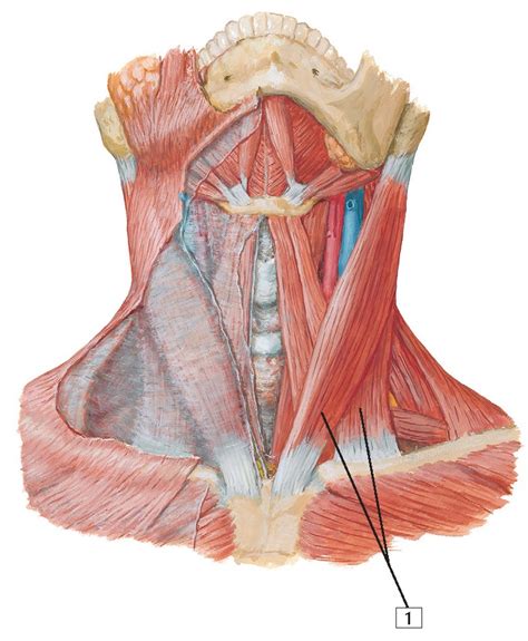 Muscles Of Neck Anterior View Anatomy Pediagenosis