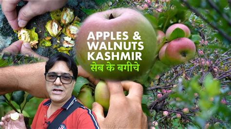 Kashmiri Apple Orchard In Srinagar Fresh Apples In Garden Apple