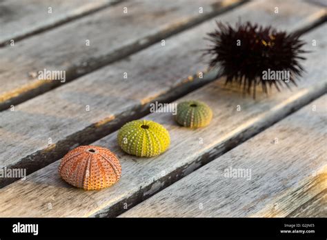 Colorful Sea Urchin Shells On Wood Background An Orange And Green Sea