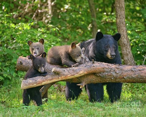 Black Bear And Cubs Tongue Out Play Photograph By Timothy Flanigan