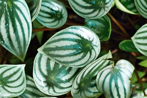 10 Variegated Plants That Pack The Most Visual Interest Bob Vila