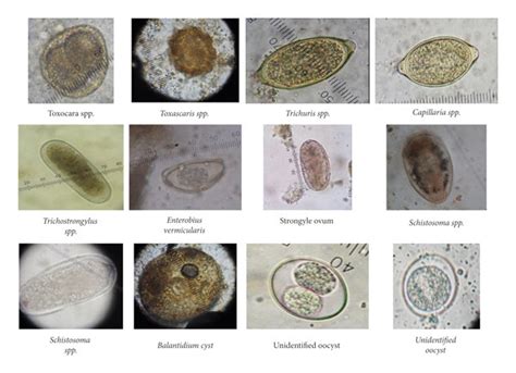 Images Of Gastrointestinal Parasites Identified Among The Captive