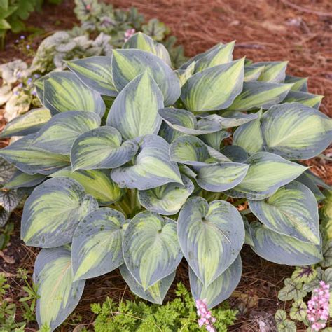 Hosta June Perennial Resource