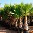 Palm Tree Landscaping Tips For Warm Climate Dwellers  Family Handyman