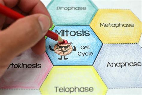 Mitosis Foldable Mitosis Earth Science Mitosis Foldable