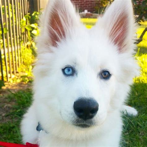 White Husky With Blue Eyes New Product Evaluations Discounts And