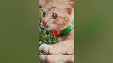 Funny 🐱 Cat Youtube