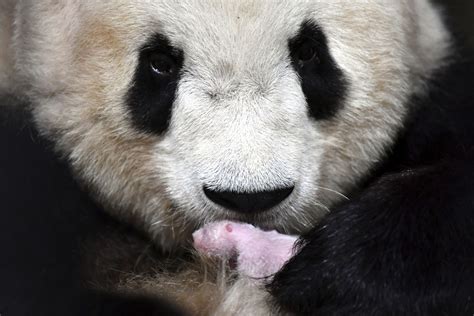 Mystery Of Giant Pandas Strange Teeth Solved Realclearscience