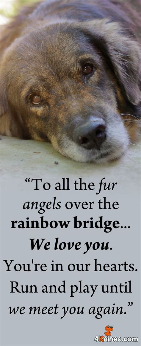 Remembering All Our Dearest Pets Who Have Crossed The Rainbow Bridge